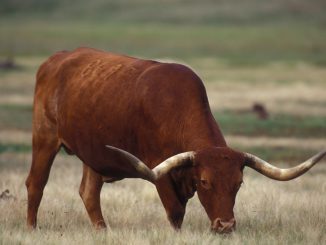 longhorn govedo