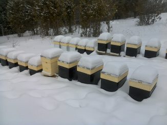 pčele zimi