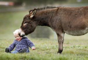 slika magarac
