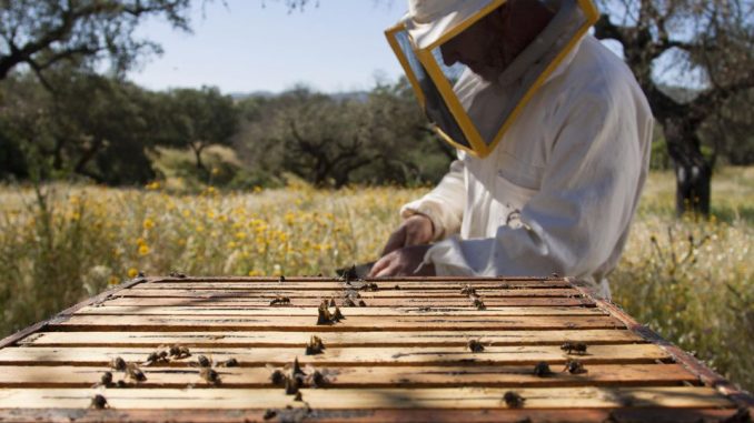 pčelarstvo za početnike
