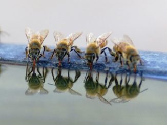 voda i pčele