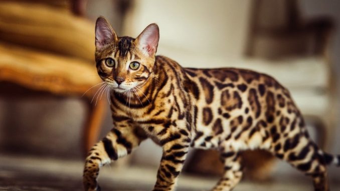 Bengalska mačka