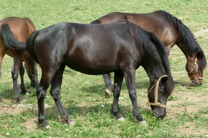 Bosanski brdski konj1