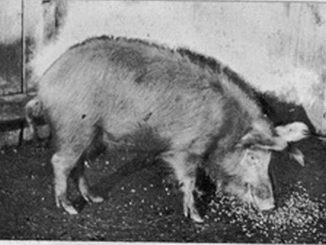 Šiška svinja
