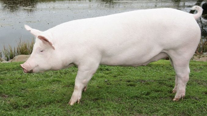 Velika bijela svinja - veliki jorkšir