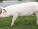 Velika bijela svinja - veliki jorkšir