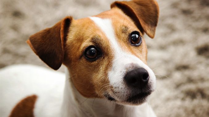 Jack Russell pas