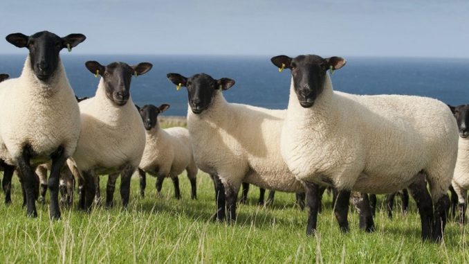 Safolk ovce