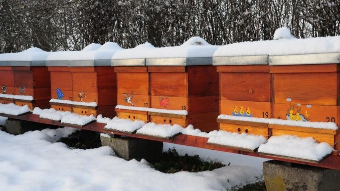 Radovi na pčelinjaku-Decembar