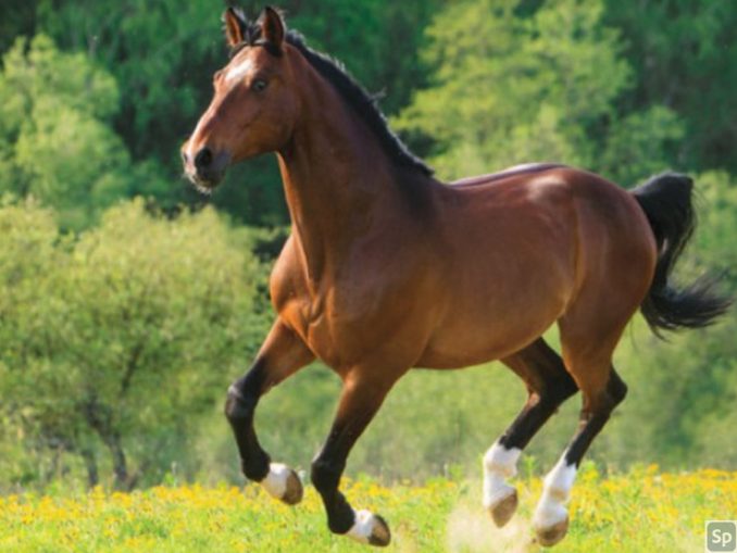 Hanoverski konj