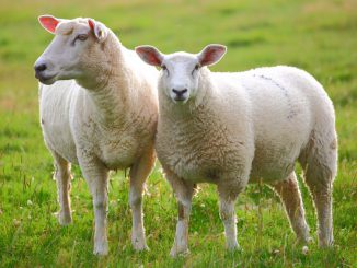 dorper ovce