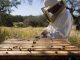 pčelarstvo za početnike