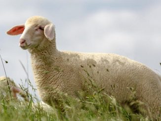 Virtemberška ovca