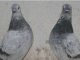 Travnicki kratkokljubi golub