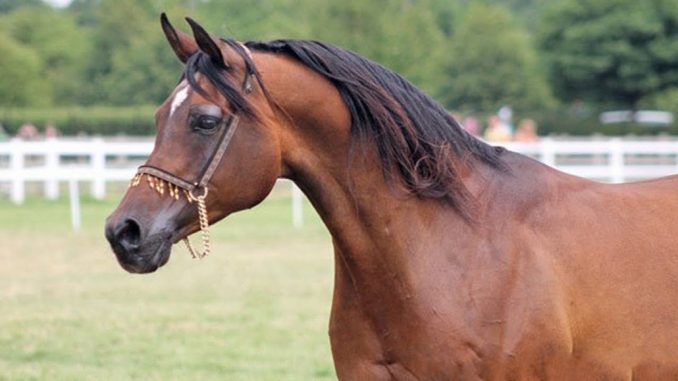 arapski konj