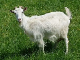 domaća koza