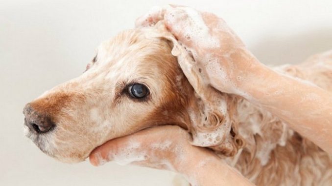 Koliko češto treba kupati psa 5